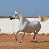 El Aaz Arabians